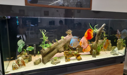 aquarium Ravey