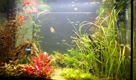 aquarium biotope 5 recto