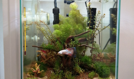 aquarium Premier aquarium