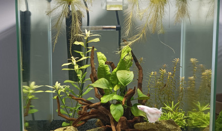 aquarium Aquascape 30L
