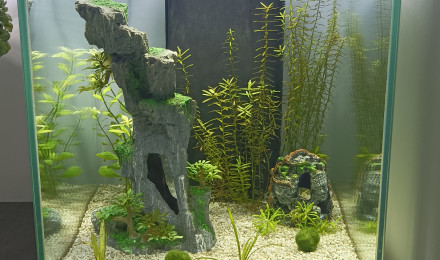 aquarium Betta 40L