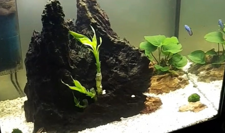 aquarium Communautaire 130L