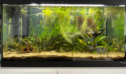 aquarium Low tech 60l