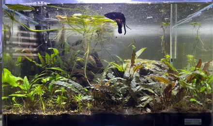 aquarium Betta X Japonica