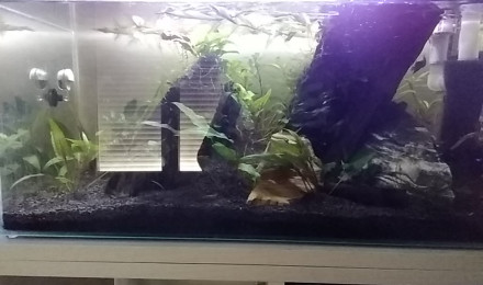 aquarium 1er