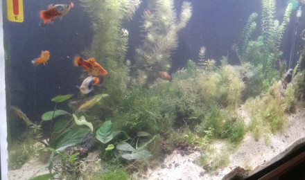 aquarium aquarium deux