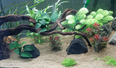 aquarium Bac communautaire 45