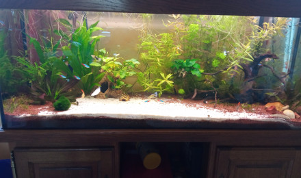 aquarium 240 l