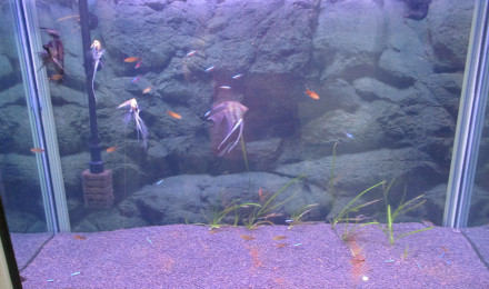 aquarium 210L