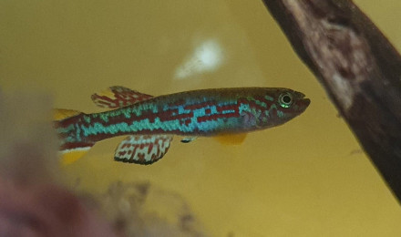 aquarium Mirabilis