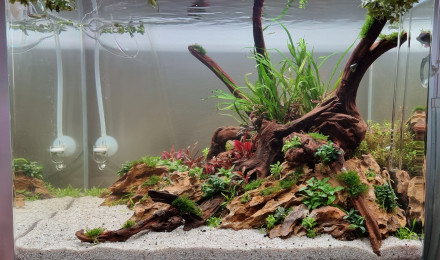 aquarium Aquascape