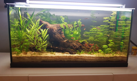 aquarium Biotope communautaire