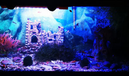 aquarium Guppy platys