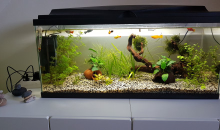 aquarium Platy molly