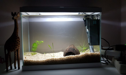 aquarium Platy molly 2