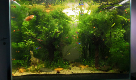 aquarium Jurassic Tank