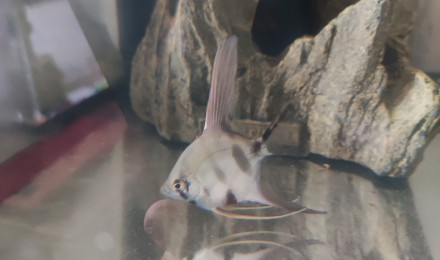 aquarium Vend petit scalaire male d 1 mois et demi