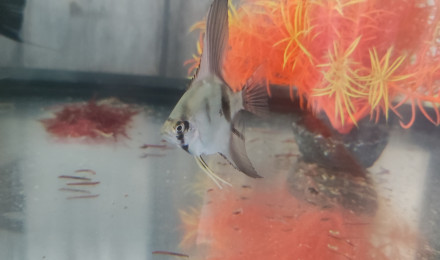 aquarium Vend petite femelle scalaire d 1 mois et demi