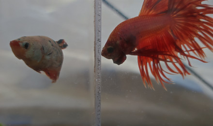 aquarium A VENIR portée de combattant