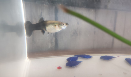 aquarium A VENIR porte de guppy