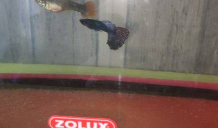 aquarium A VENIR porte de guppy