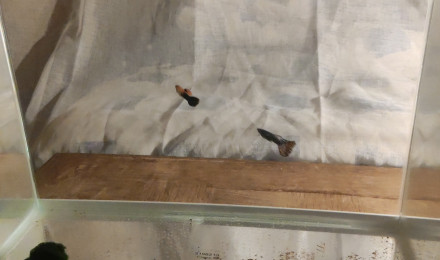 aquarium A VENIR porte de guppy