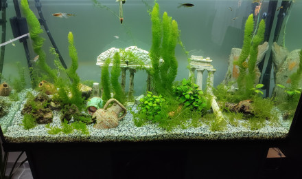 aquarium Eau douce