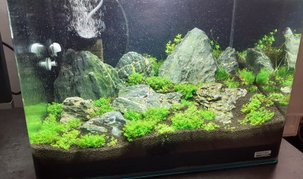 aquarium Iwagumi Scapers 35L