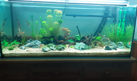 aquarium Bac 240L