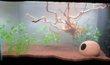 aquarium Nouveau 60L