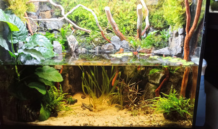 aquarium Gneiss Rock Betta