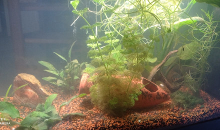 aquarium En construction