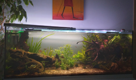 aquarium Aqua asiatique familial