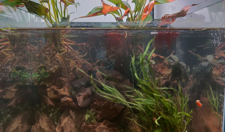 aquarium Betta