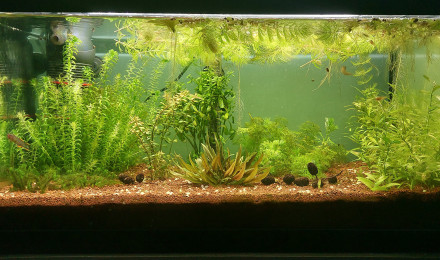 aquarium Bac killis 60L