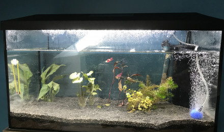 aquarium 105l