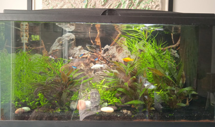 aquarium Amazonien