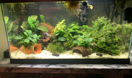 aquarium Crevettes