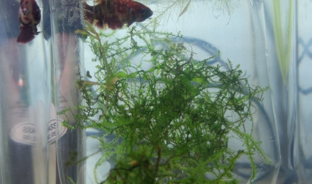 aquarium Reproduction Betta