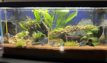aquarium Lustucru