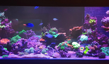 aquarium Aqua recifal