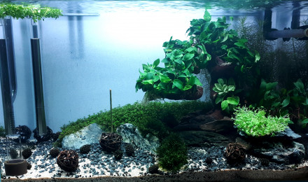 aquarium 60L neocaridina