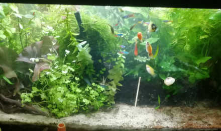 aquarium Mon 80 litres