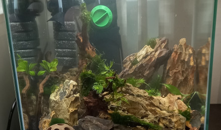 aquarium Shrimps rocks