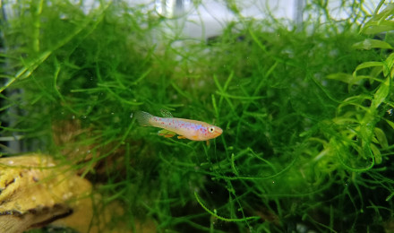 aquarium 233 Fundulopanchax scheeli