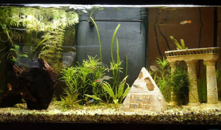 aquarium Aqua 100l