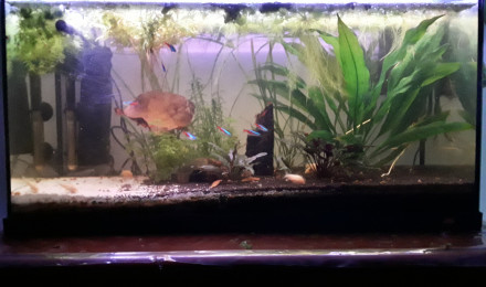 aquarium Corys et néons