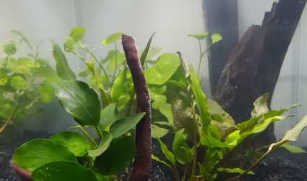 aquarium Solitaire