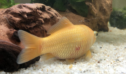 aquarium Poissons rouges