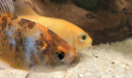 aquarium Poissons rouges